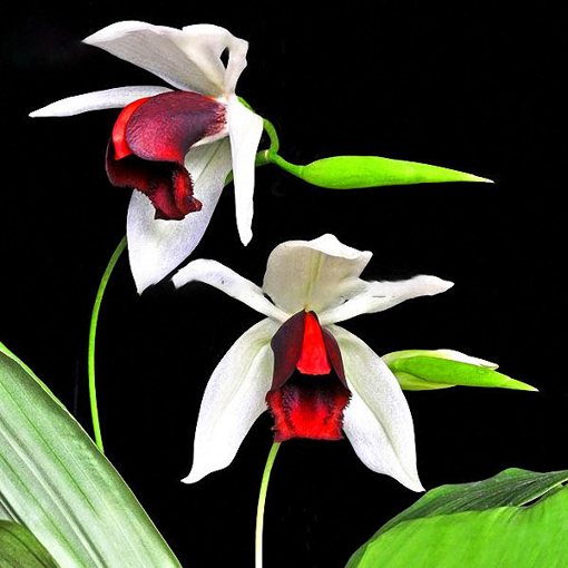 Picture of Egrow 20pcs/Bag New Sementes Rare Orchid Seeds Flower Orchid Seeds For Home Garden Plants
