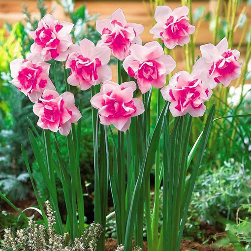 Picture of Egrow 100 pcs Daffodil Flower Seeds Aquatic Narcissus Plants Double Petals Indoor Bonsai Plant Seeds