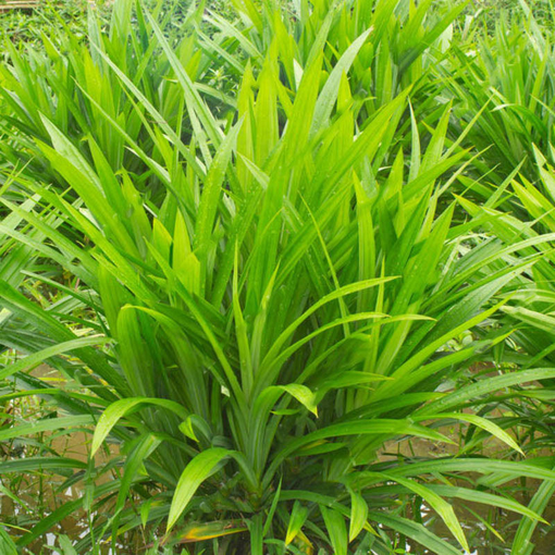 Picture of Egrow 50Pcs/Bag Fragrant Grass Seeds Annual Pandan Flower Potted Seeds Fragrant Spices DIY Seeds
